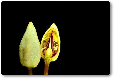 Flor do Cacau